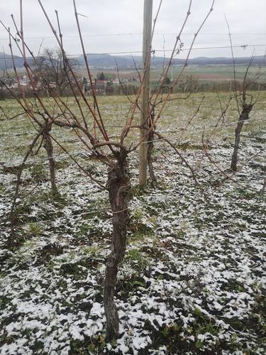 vignes.jpg