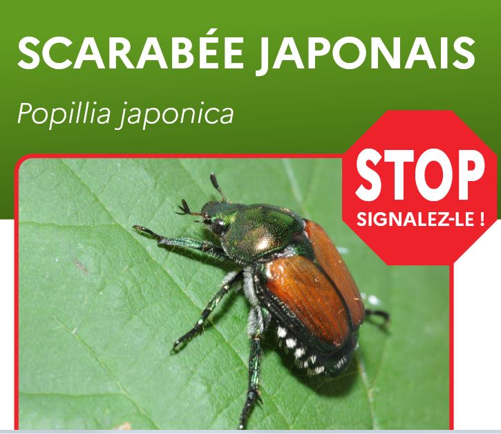scarabeee_japonais.JPG
